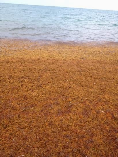 Sargassum seaweed craziness on the beach + Review of Dragonfly Moon! 76 Remaxvipbelize: 30 feet out from the shore!
