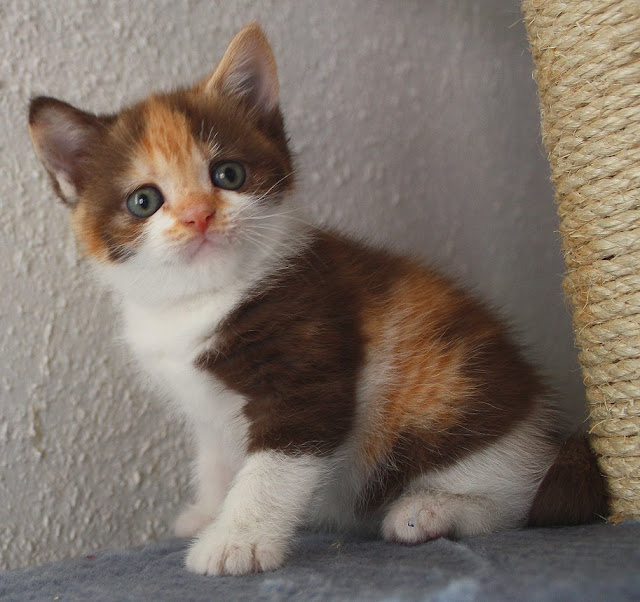 Britisch Kurzhaar (BKH) Kitten und Britisch Langhaar Katzenbabys