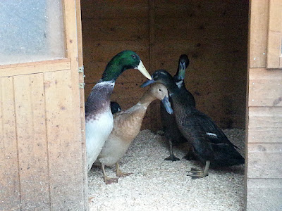 Pet Indian Runner Ducks