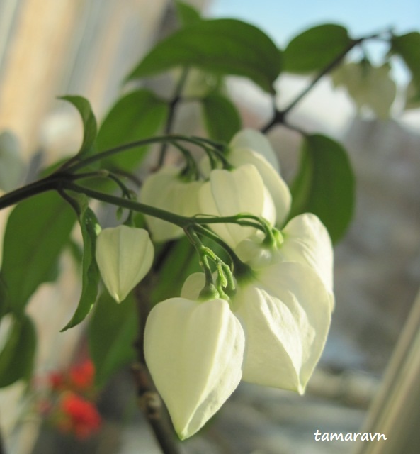 Всё о бегониях и не только...: Клеродендрум Томпсона