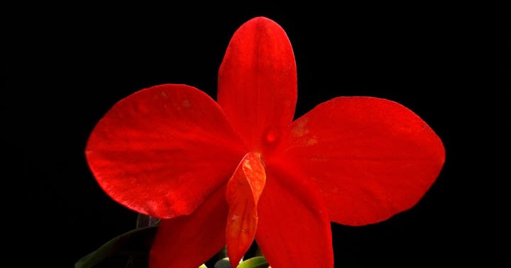 Orquídeas no Apê: Orquídea Sophronitis coccinea