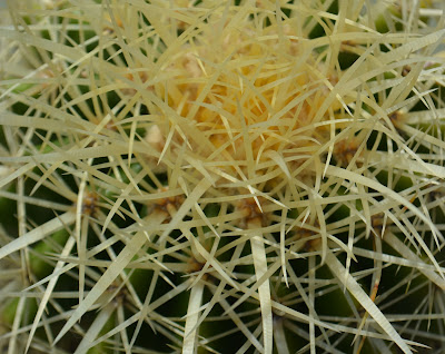 Echinocactus grusonii. Cactus esférico en maceta.