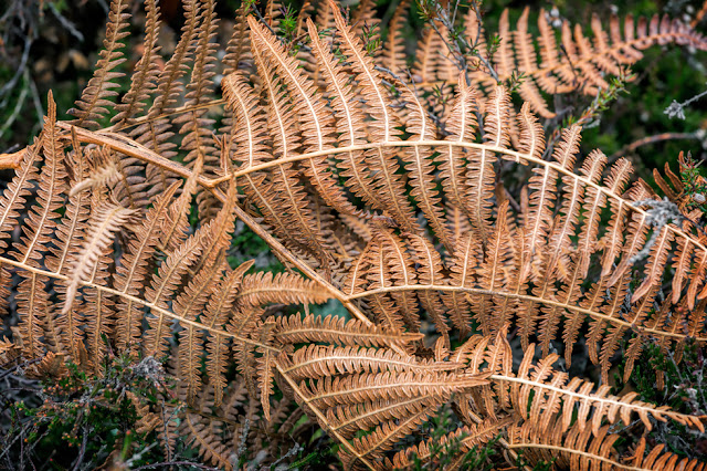 Studland Nature Reserve ferns on the woodland floor up close