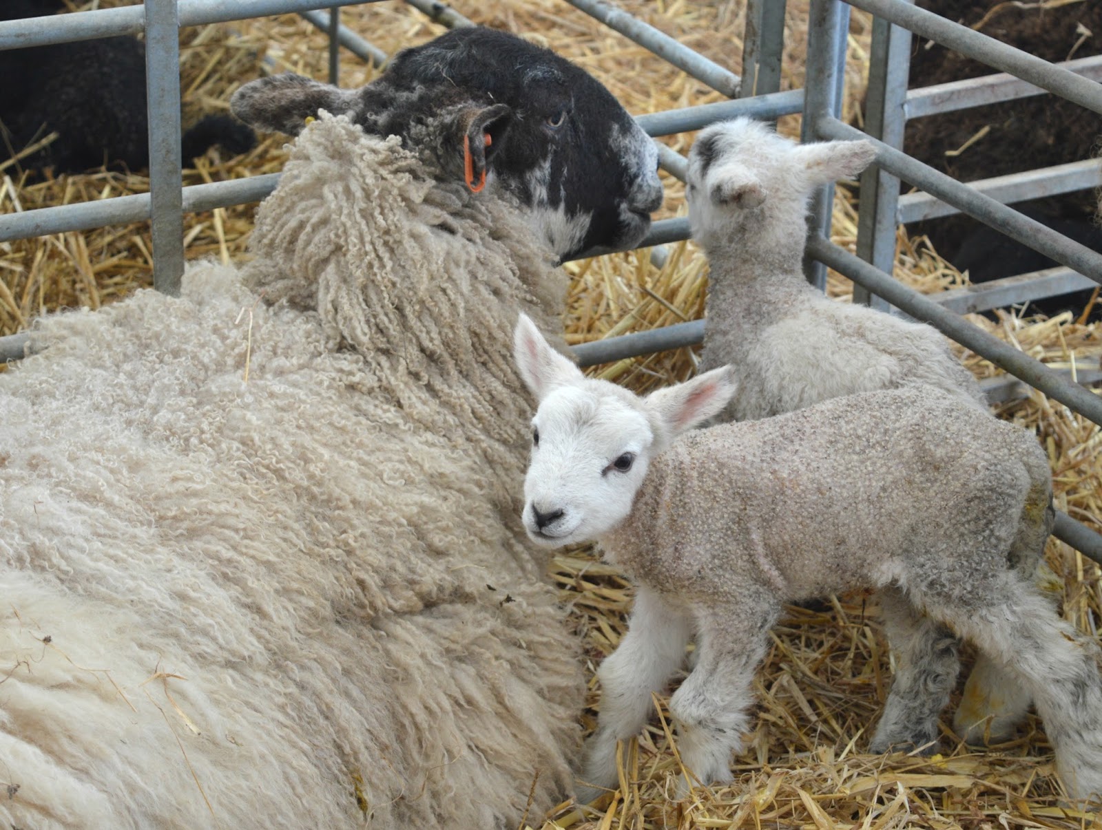 The Lambing Shed Live at Broomhouse Farm, Northumberland with National Trust Wallington