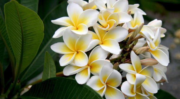 Conheça 10 flores coloridas e fedorentas; uma delas é do Brasil