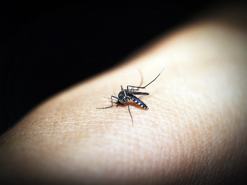 pixabay.com/en/mosquito-malaria-gnat-bite-insect-1548946