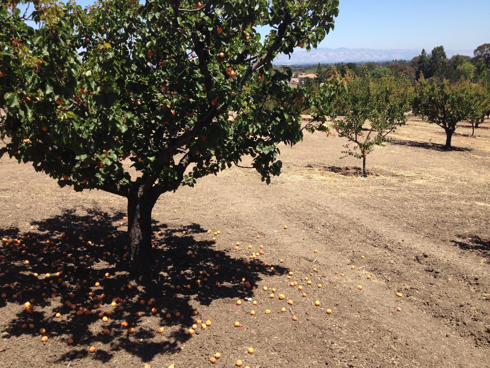 Robin Chapman News The Lost Apricot Trees of Los Altos Hills