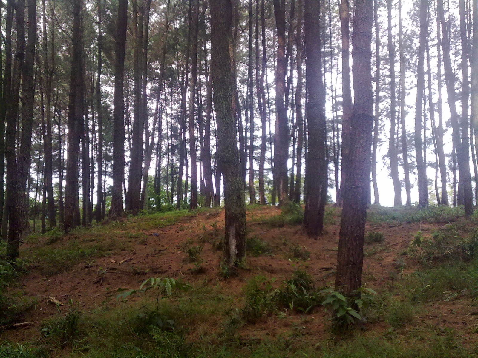 WONO PINUS SETRO ATAU LEBIH DIKENAL DENGAN TINESAN ~ Design Interior