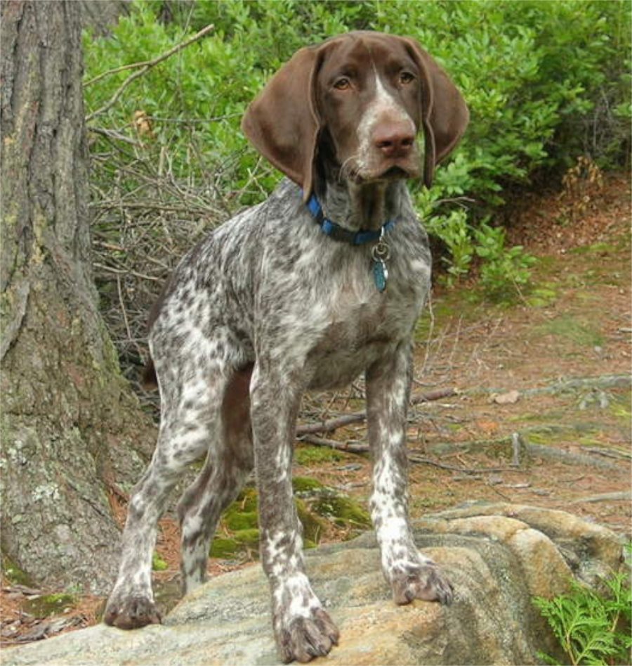 All 93+ Images how fast can a german shorthaired pointer run Superb