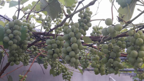 Chuyen la Viet Nam: Gian nho Phap triu qua tren san thuong - Anh 7