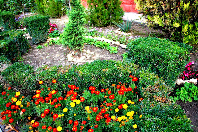 Flowers bed in front of the Medgidia Council