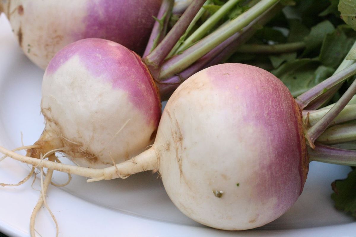 Pezeshke Bartar پزشک برتر Turnip is a great source of minerals