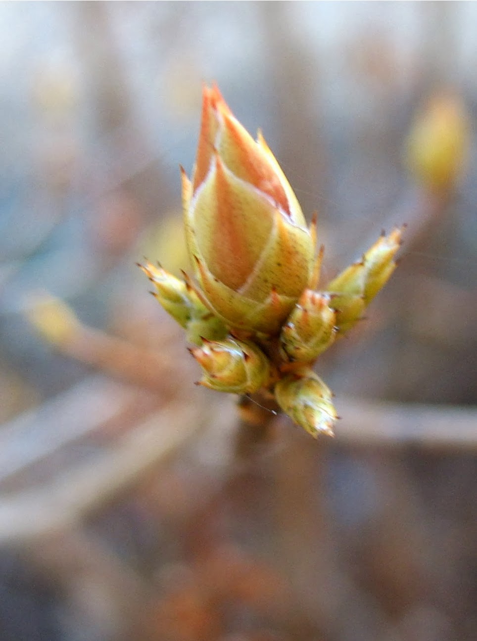 Using Native Plants The Great Freeze Event