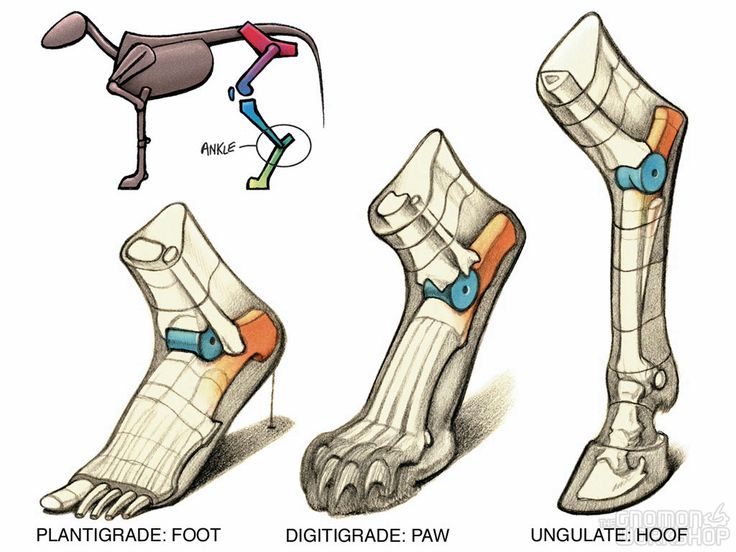 Reference Fiesta! Comparative Anatomy