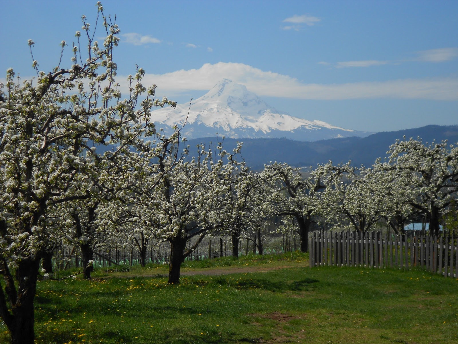 Daniel's Pacific NW Garden Apple Blossoms at Hood River Oregon