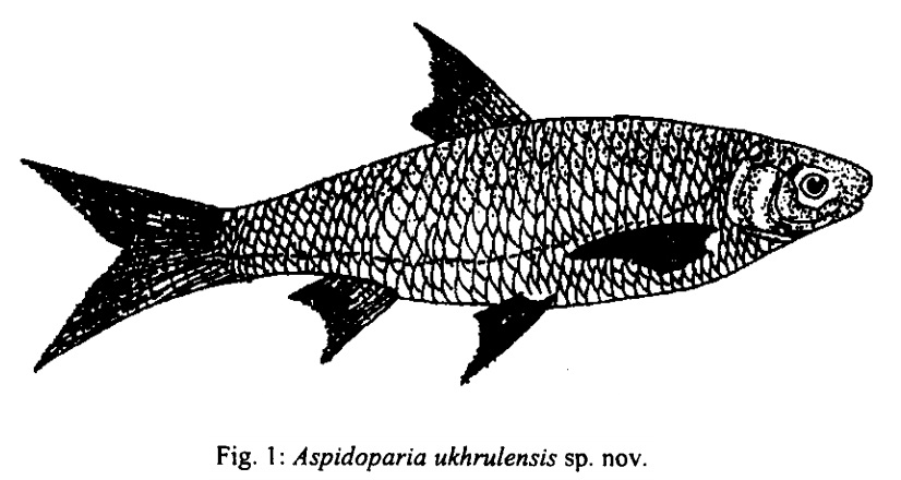 Aspidoparia ukhrulensis