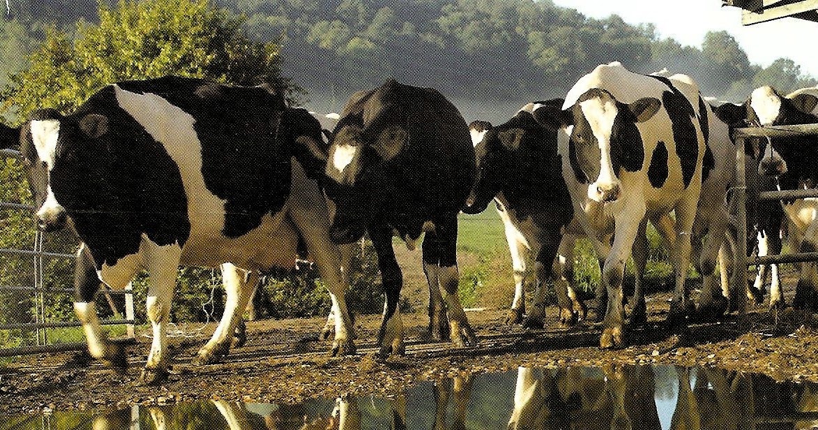 A szarvasmarhák papillomatózisa | Kárpátalja Szarvasmarha papillomatosis tünetei