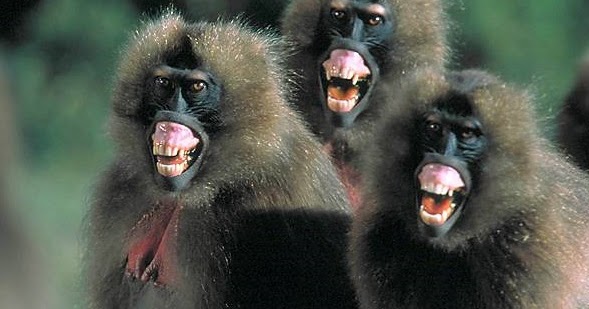 Funny Baboons | Funny Animals
