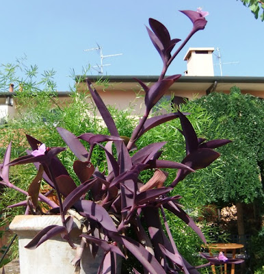 POWERS TO FLOWERS - TRADESCANTIA SETCREASEA PALLIDA, TRADESCANTIA DA ESTERNO RIFIORENTE, 2 PIANTE, VASO 12CM Diametro, Piante Vere