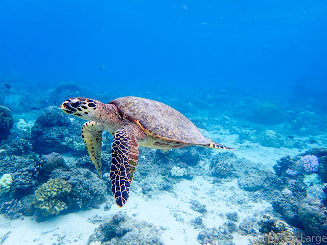 fonds marins de Gili Meno