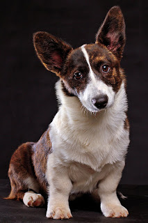 white and brown cardigan welsh corgi, cute puppy pictures