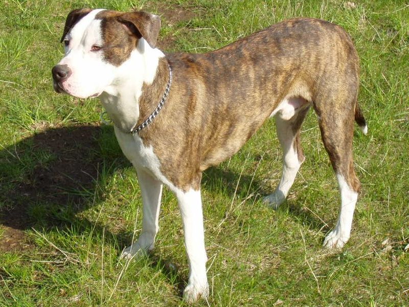 Falcon As A Dog Name Falcon As A Dog Name