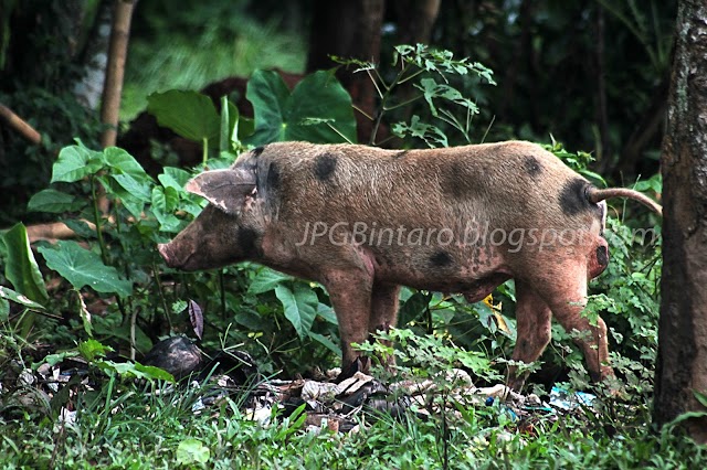 Babi Jantan