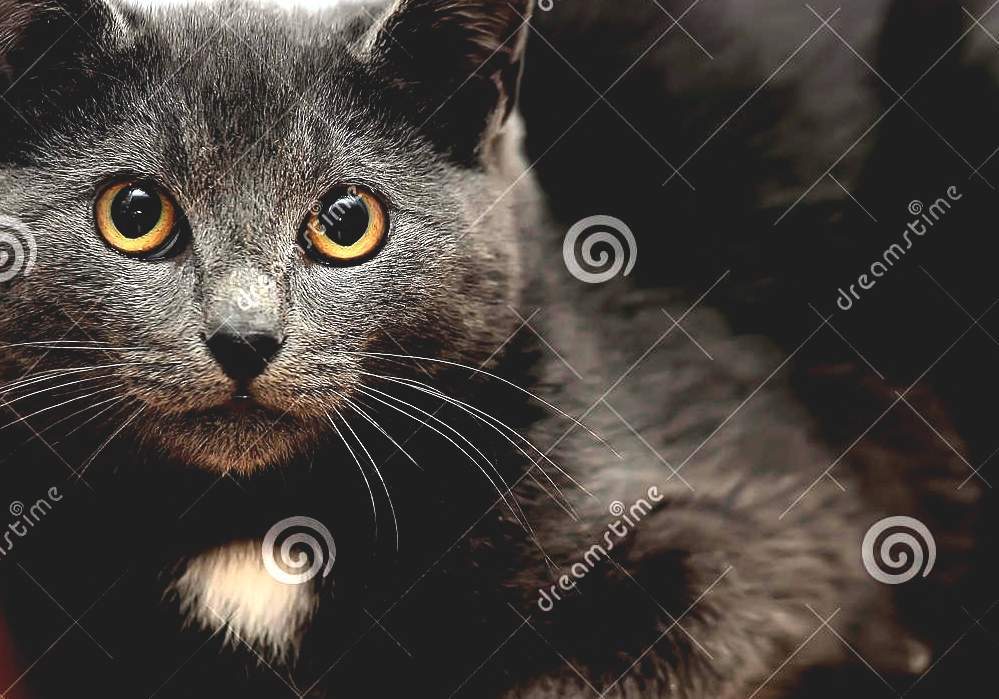Russian Blue Grey Cat With Yellow Eyes