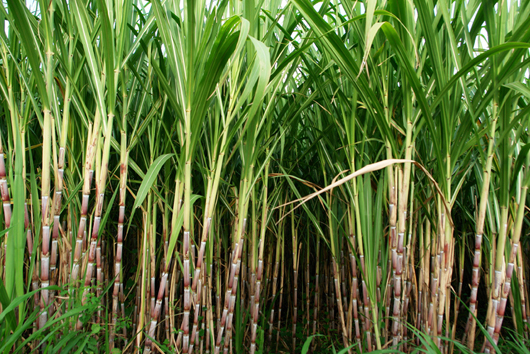 Maharashtra sugarcane cultivation | High yielding sugarcane | AgriAmigo