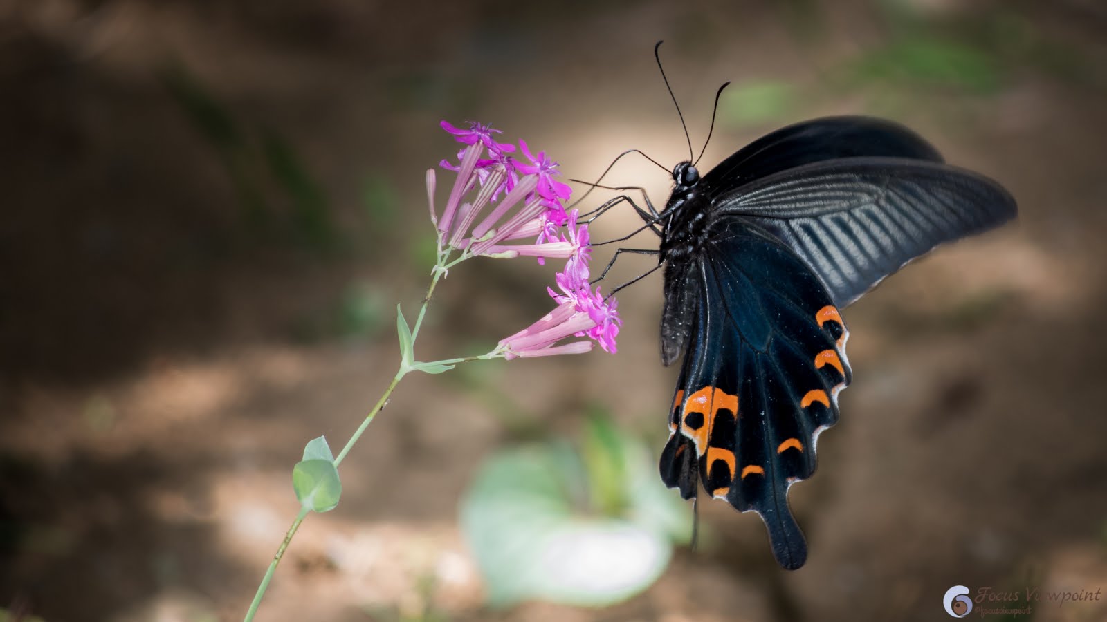 Papilio helenus, the red Helen : Black Butterfly