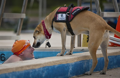 alt="perro de ayuda con su dueño en la piscina"