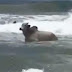 Boi que morreu afogado em praia de Stella Maris valia 12 mil reais