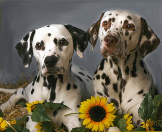 Dalmatiner vom Schaesberger Wald Home