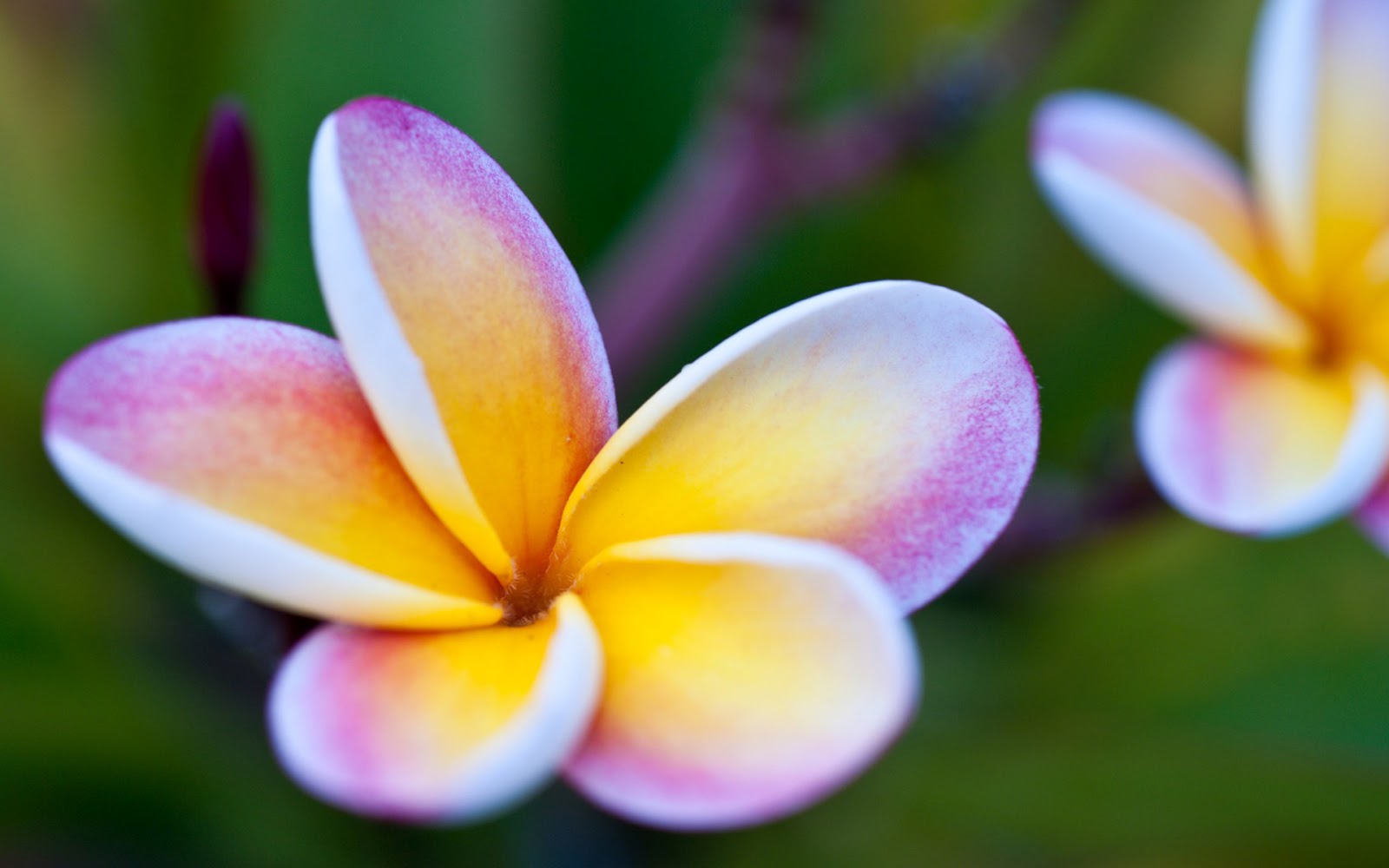 Pink Plumeria HD (High Definition) Wallpapers ~ Amazing World Gallery