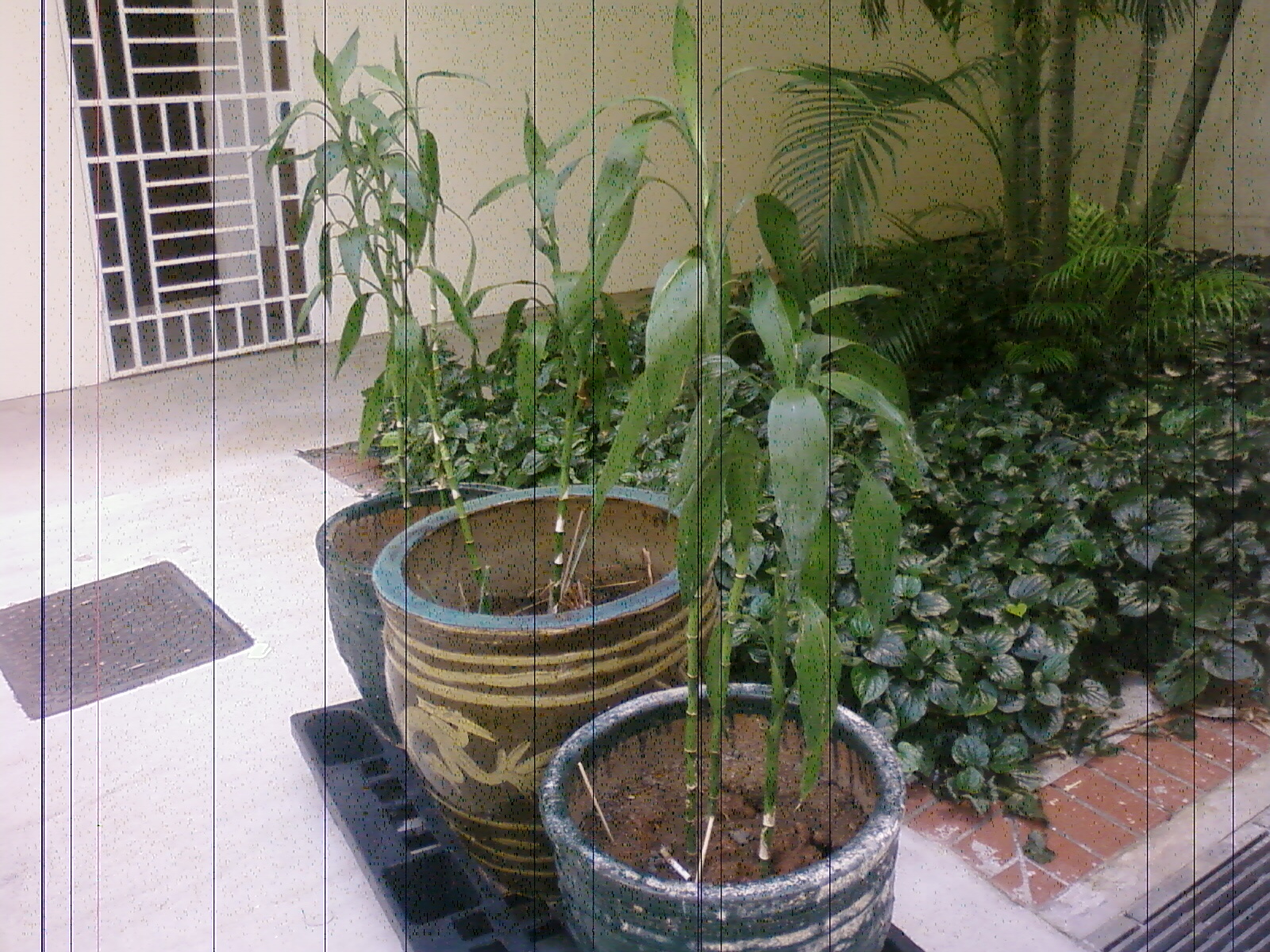 best container for lucky bamboo