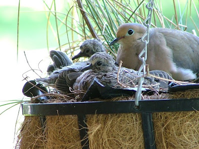 صور ‏اجمل طيور الحمام داخل العش رفقة صغارها
