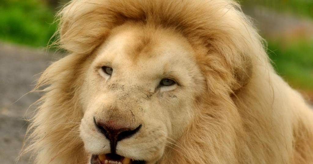 Лев ухмылка. Морда льва. Лев. Радостный лев. Лев улыбается.