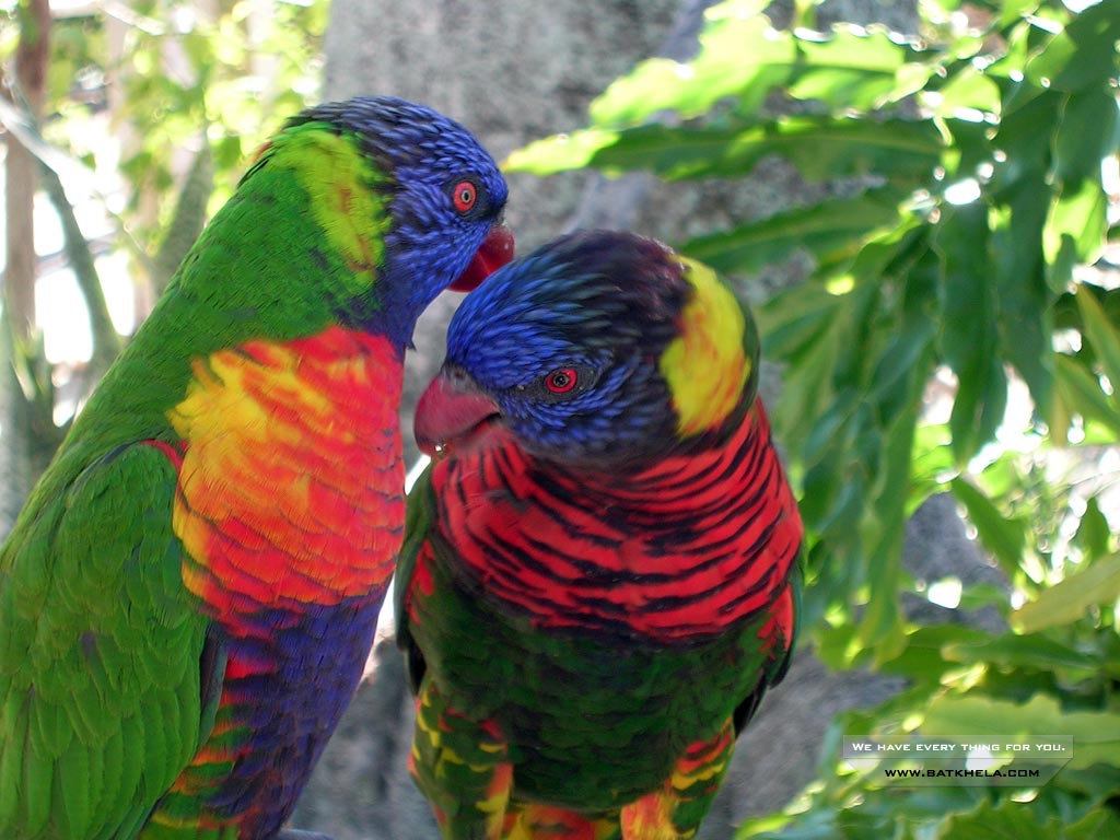 Unique Wallpaper Colourful Birds