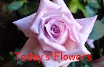 http://flowersfromtoday.blogspot.ca/