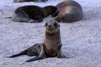 Adorable Sea Lion Pup