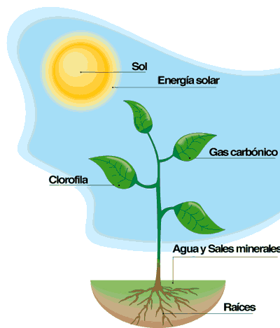 componente la fotosíntesis
