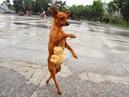 Driving in Belize — Is it safe? 21 Remaxvipbelize: Dogs driving in Belize and cruising