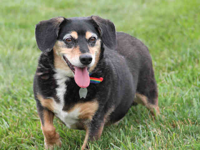 Talking Dogs at For Love of a Dog Adopt Bean a Senior 