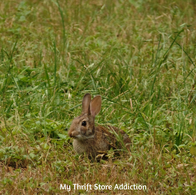 cottontail rabbit 