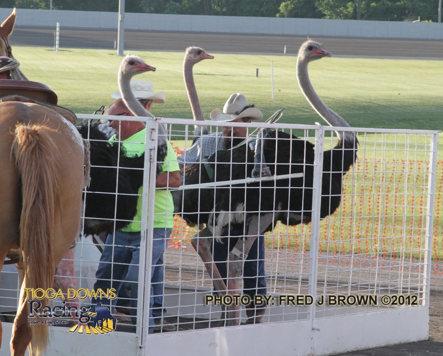 Tioga Downs Casino Resort Camel and Ostrich Racing Makes its Debut