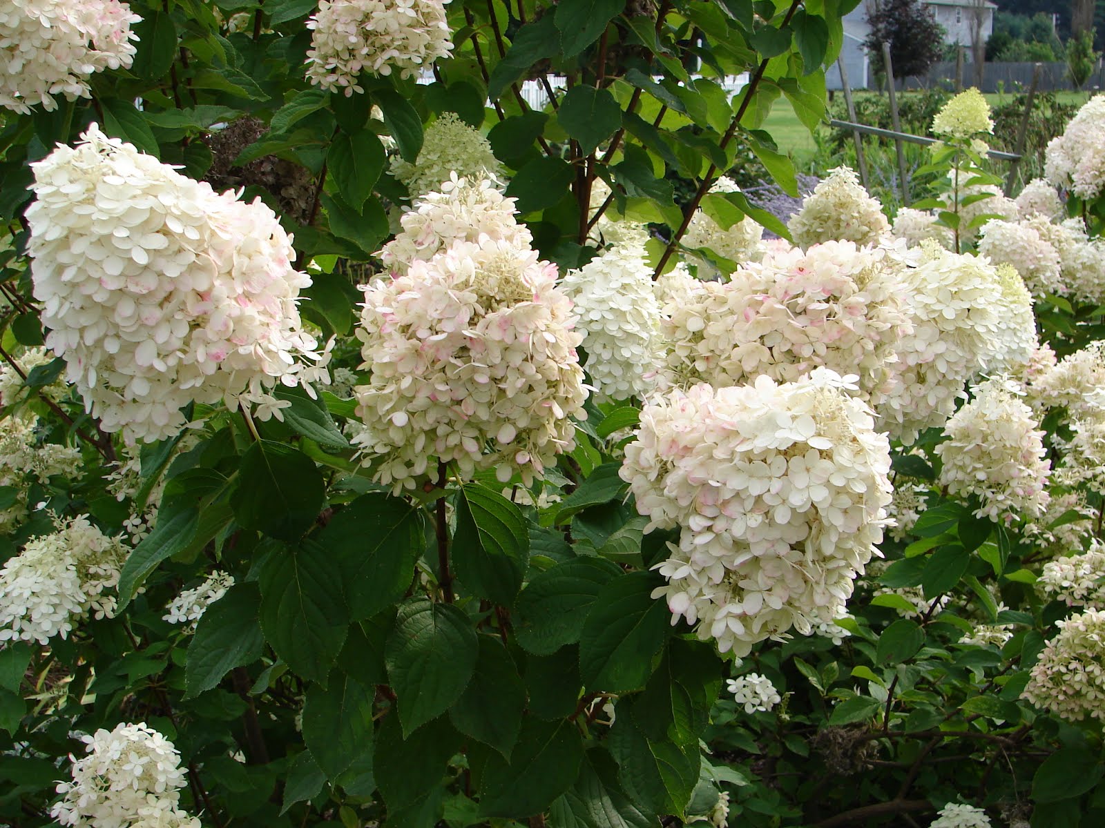 One Love Farm: Limelight Hydrangea