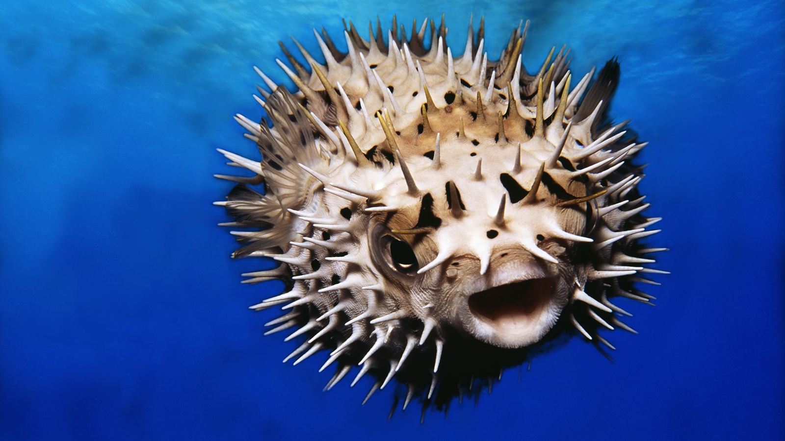 beautiful thorns: Let's Not Be Puffer Fish!