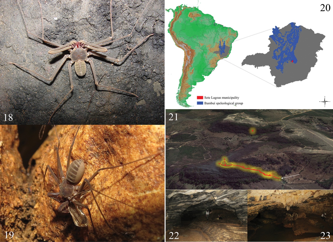 Species New to Science [Arachnida • 2016] Charinus taboa • A New