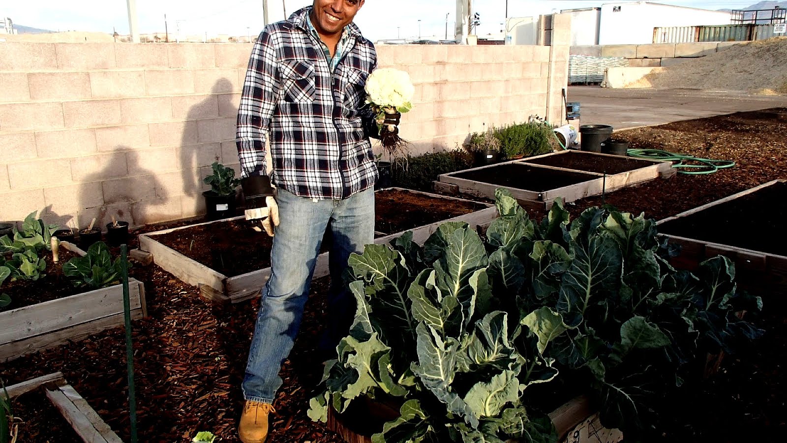 What Vegetables To Plant Now Vege Choices