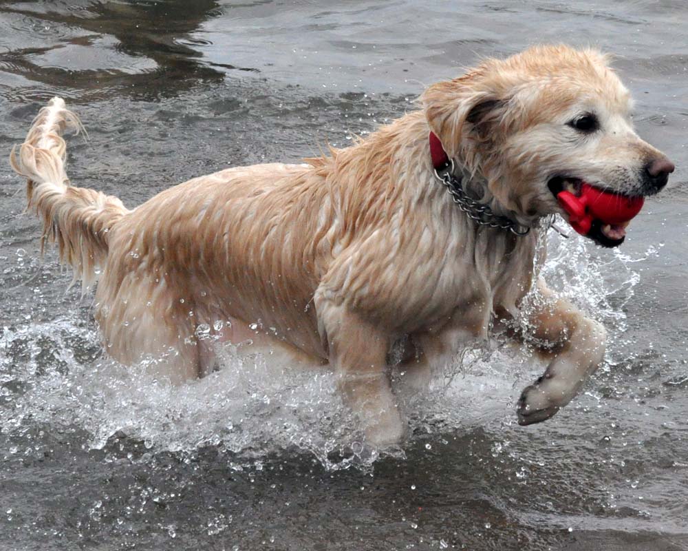 Toronto Grand Prix Tourist A Toronto Blog Dogs at Cherry Beach A